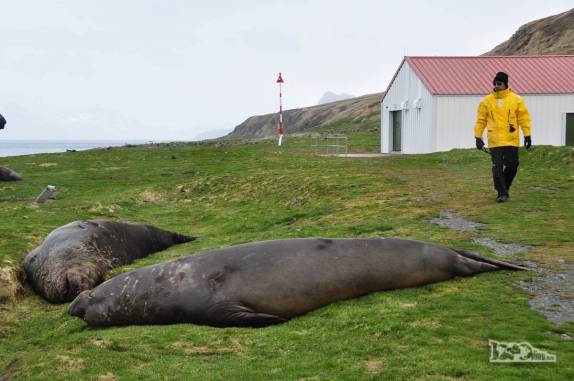 Elefantes-marinho descansam em Grytviken, na Geórgia do Sul